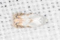 Pseudopostega crepusculella