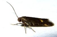 Borkhausenia minutella