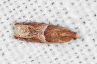 Ancylis obtusana