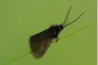 Heterogynis penella