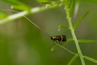 Adela australis