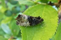 Hedya nubiferana