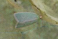 Tortrix viridana