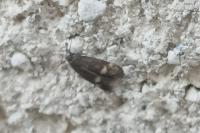 Borkhausenia minutella