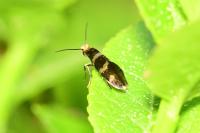 Micropterix aureatella