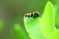 Micropterix aureatella
