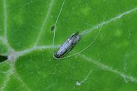 Nematopogon robertella