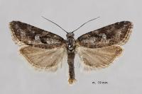 Cnephasia cupressivorana