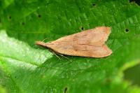 Dichomeris derasella