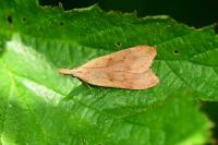 Dichomeris derasella