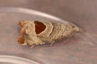 Notocelia uddmanniana