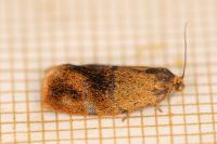 Ptycholoma lecheana