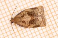 Archips rosana