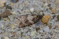 Cnephasia