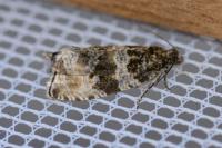 Orthotaenia undulana