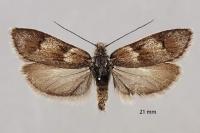 Dasystoma salicella