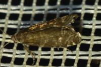 Epinotia tedella