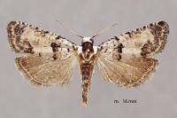 Epinotia dalmatana
