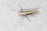 Povolnya leucapennella