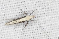 Povolnya leucapennella