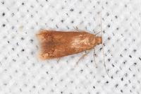 Tischeria decidua