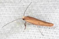 Zelleria hepariella