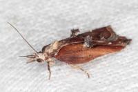 Acleris cristana