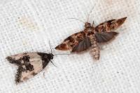 Propiromorpha rhodophana