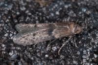 Blastobasis