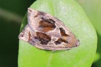 Archips crataegana