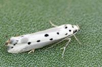 Ethmia terminella