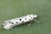 Ethmia terminella