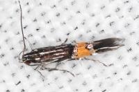 Cosmopterix scribaiella