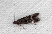 Dichomeris alacella