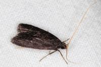 Homaloxestis briantiella