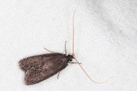 Homaloxestis briantiella