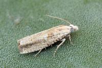 Eucosma albuneana