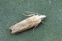Eucosma albuneana