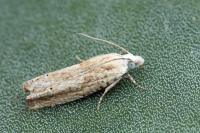 Eucosma albuneana
