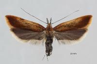Dichomeris ustalella