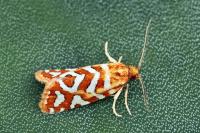 Aneuxanthis locupletana