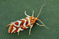Aneuxanthis locupletana