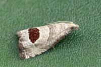 Notocelia uddmanniana