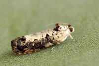 Hedya salicella