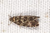 Pseudohermenias abietana