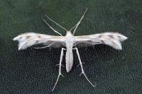 Wheeleria spilodactyla