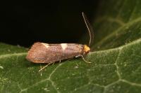 Incurvaria masculella