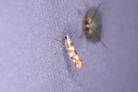 Argyresthia brockeella