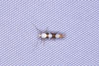 Argyresthia brockeella