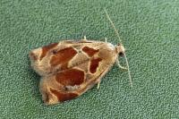 Archips crataegana
